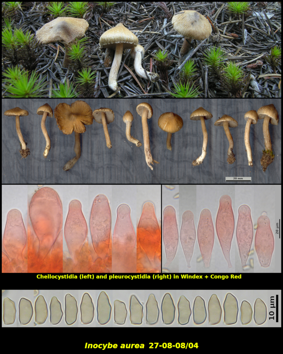 Picture of Inocybe aurea 27-08-08/04